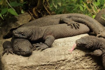 Podría extinguirse el lagarto enchaquirado en Chiapas