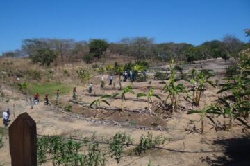 Estudian científicos extranjeros adaptabilidad de árboles al cambio climático