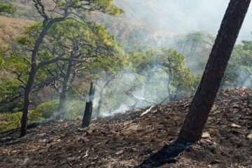 Rutilio Escandón llama a sumarse a la prevención de incendios forestales