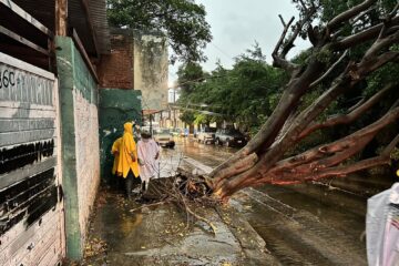 Protección Civil reporta 13 árboles caídos en #Tuxtla Gutiérrez