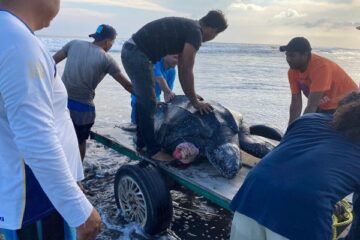 Participa SSyPC en rescate de tortuga gigante en Tonalá