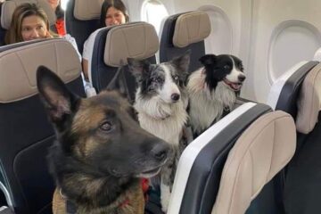 Así viajaron en avión estos tres perros rescatistas de la Cruz Roja Mexicana, sus nombres son Rex, Balam y Orly.