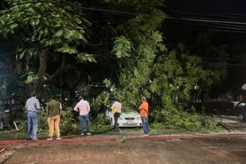 Cae árbol sobre coches en parque del Oriente de Tuxtla Gutiérrez