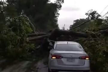 Tormenta derriba árboles a la entrada de Acapetahua, Chiapas