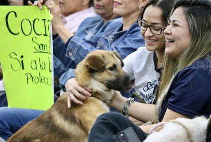 Votamos a favor del bienestar animal: Llaven Abarca